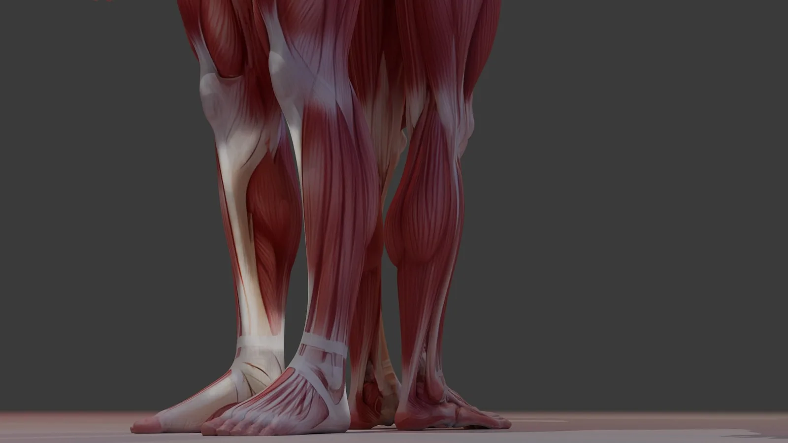 Detailed anatomical view of the calf muscles